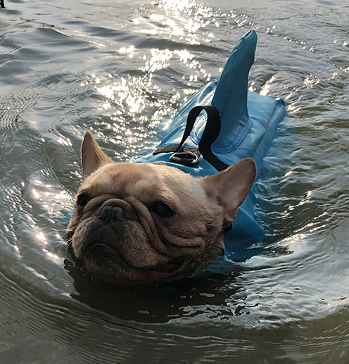 French Bulldog Shark Life Vest V2 (cs02) Essential Dog Supply