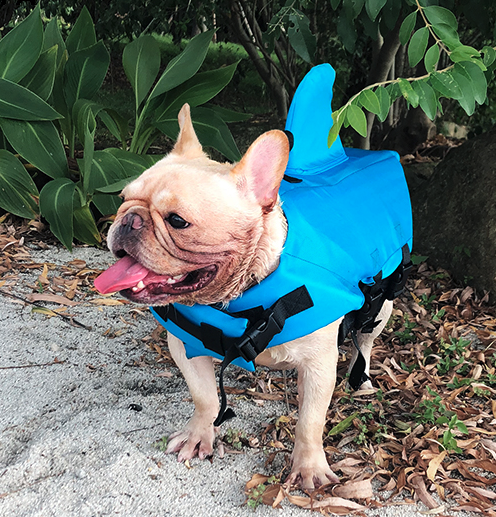 Shark - Warm Life Vest V2 (cs02) Summer Wear | Comfort Fit