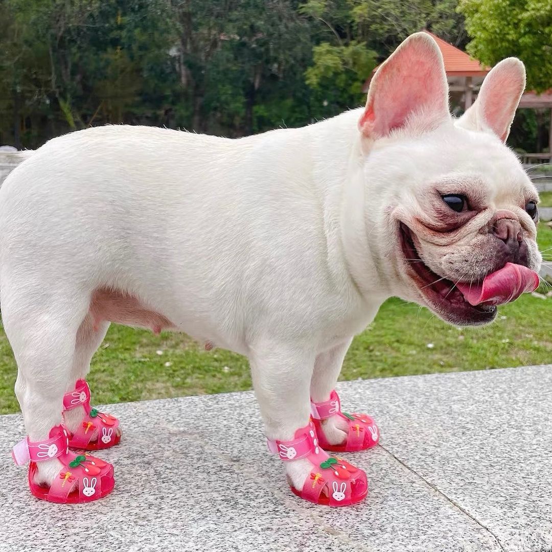 French Bulldog Frenchie Paws Protection Sandals Comfy Pet Product