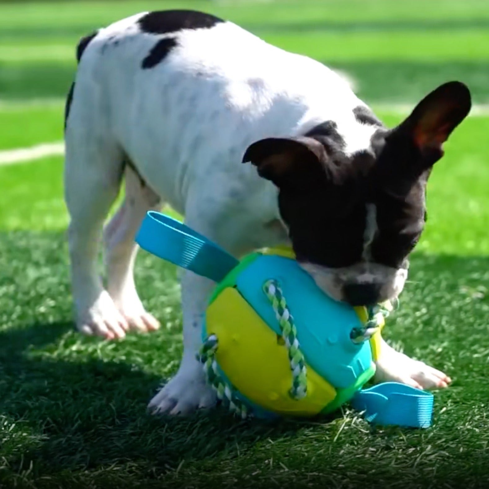 French Bulldog Interactive Frenchie Soccer Ball With Tabs Inflated