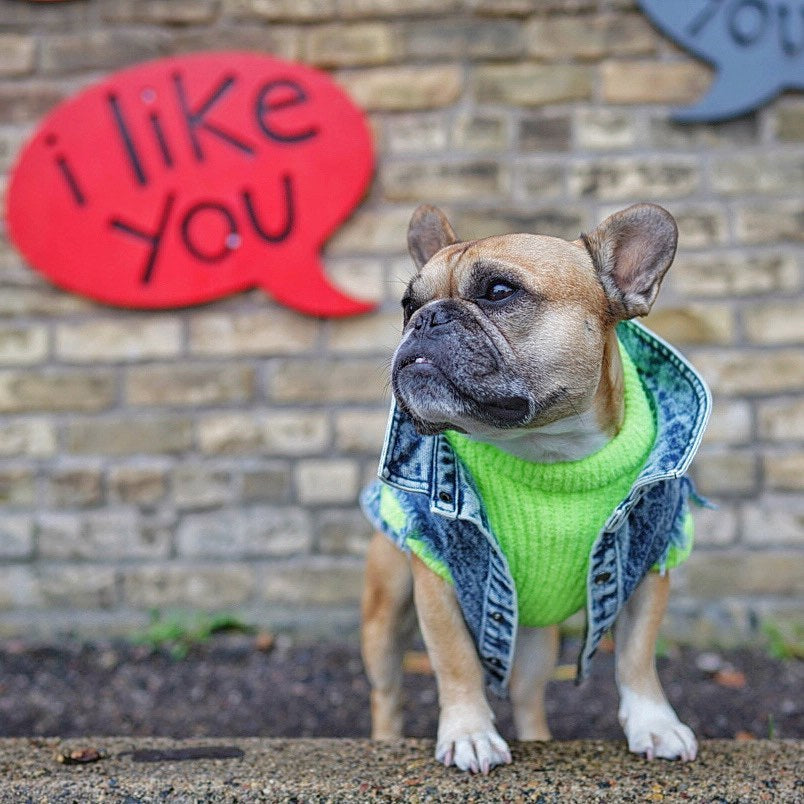 French Bulldog Jeaniepaw French Bulldog Denim Vest – Stylish Ripped