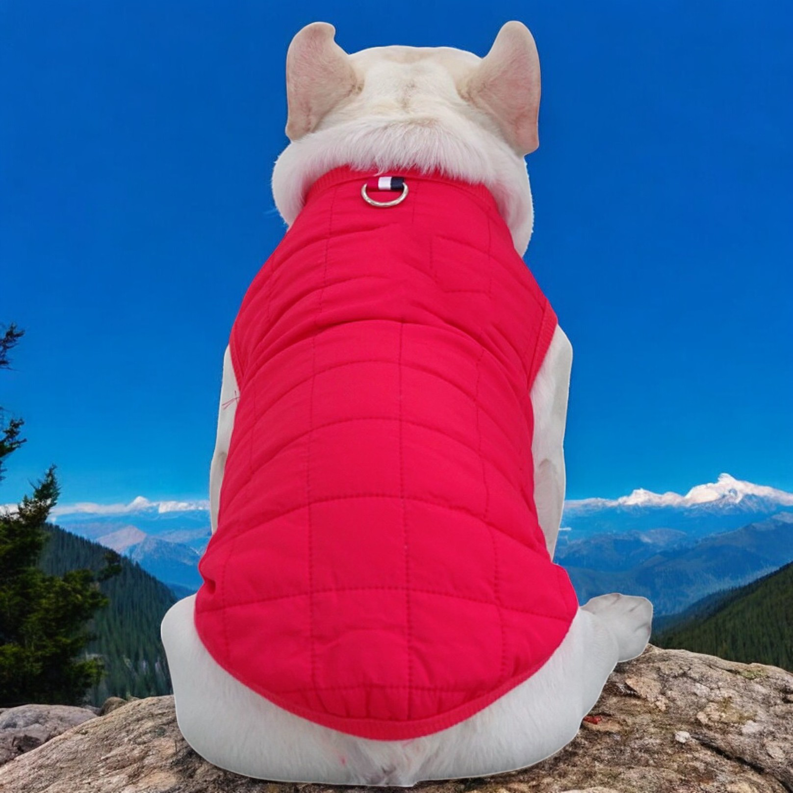 The Dog Face - Frenchie Vest Jacket