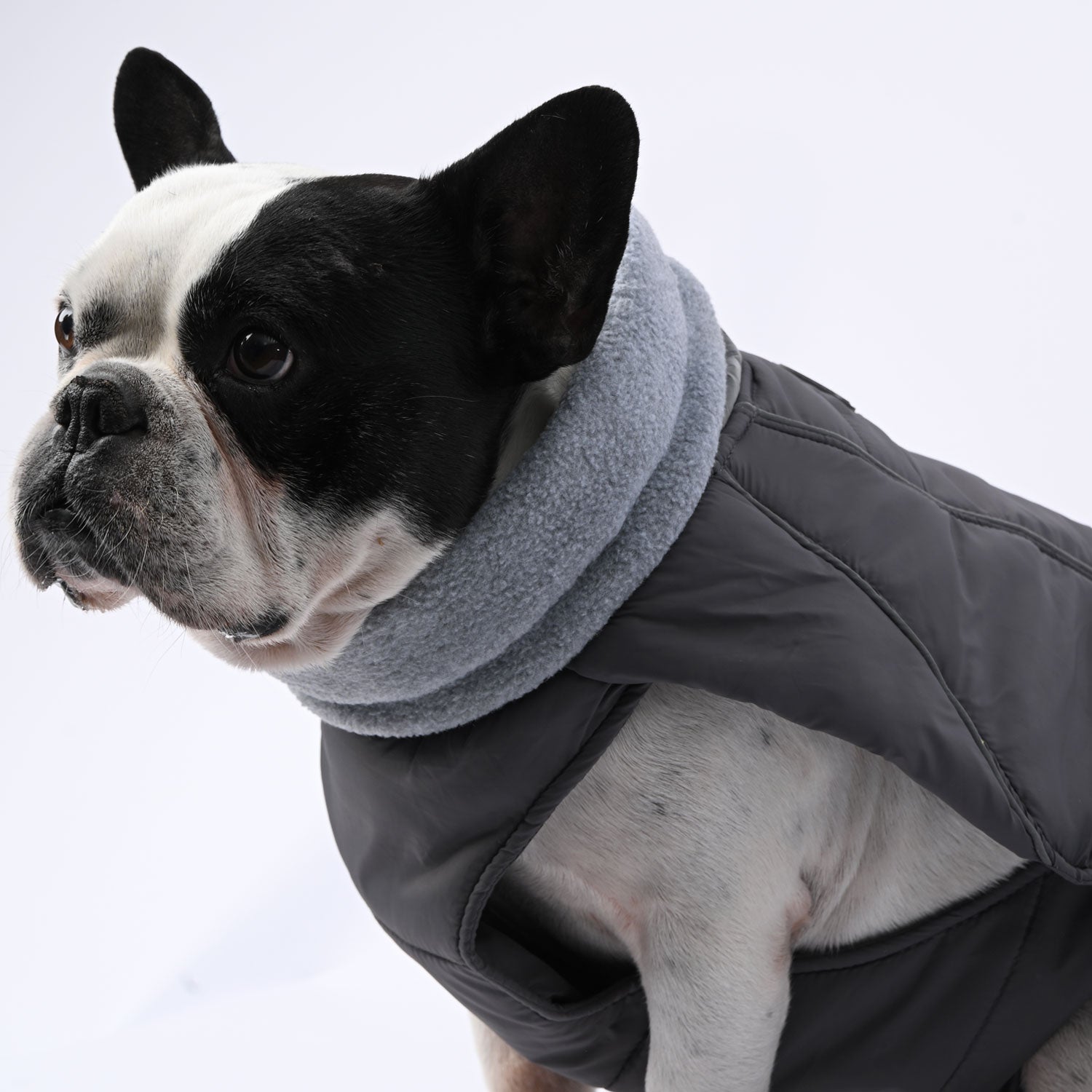 Royalpup - Safe Frenchie Luxury Winter Jacket For French Bulldogs