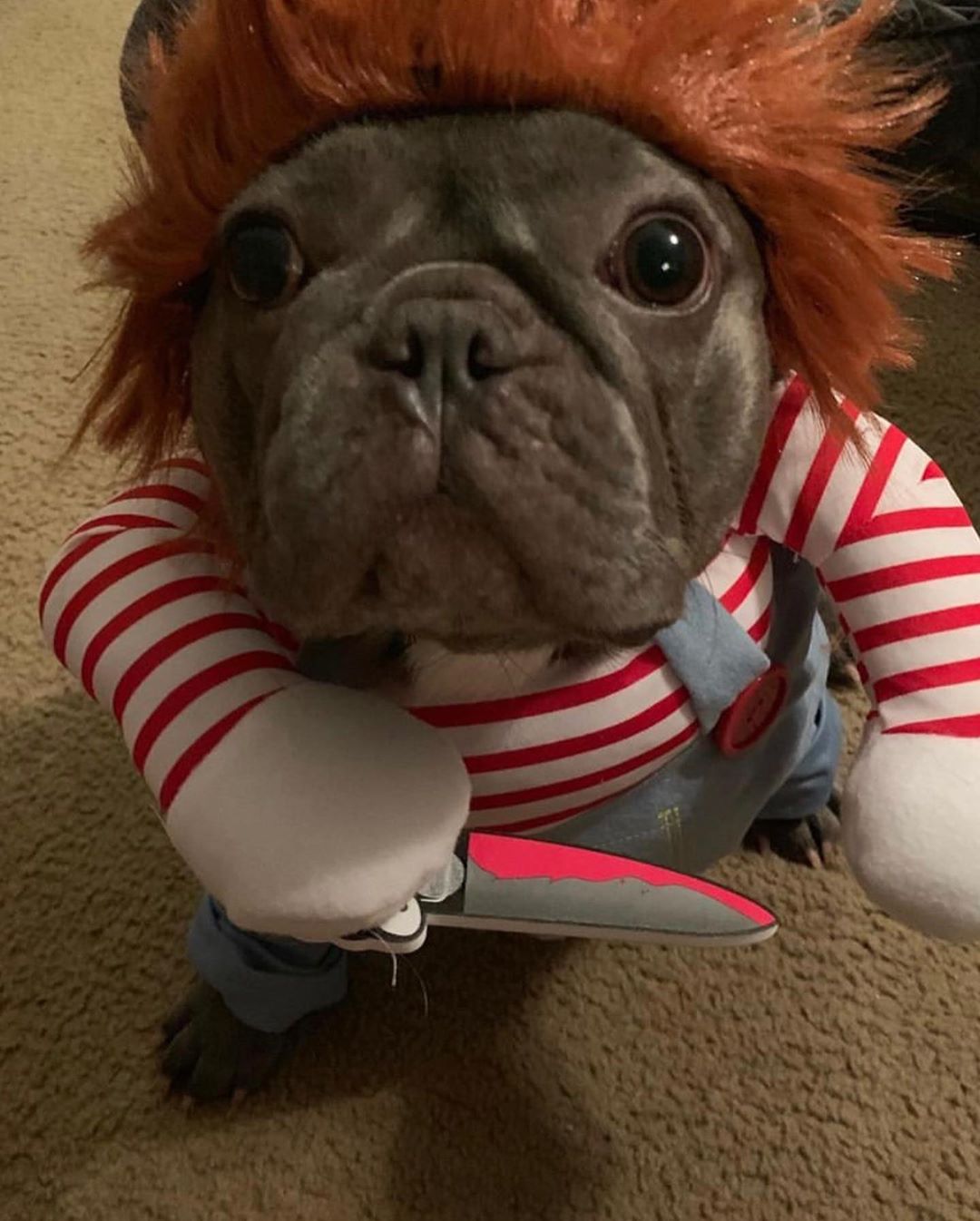 Minimal-Aesthetic Chucky Costume For French Bulldog (ws44) for Home Use