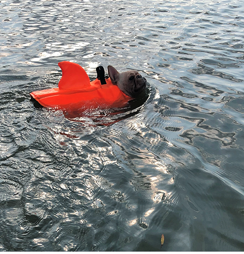 Shark - Warm Life Vest V2 (cs02) Summer Wear | Comfort Fit