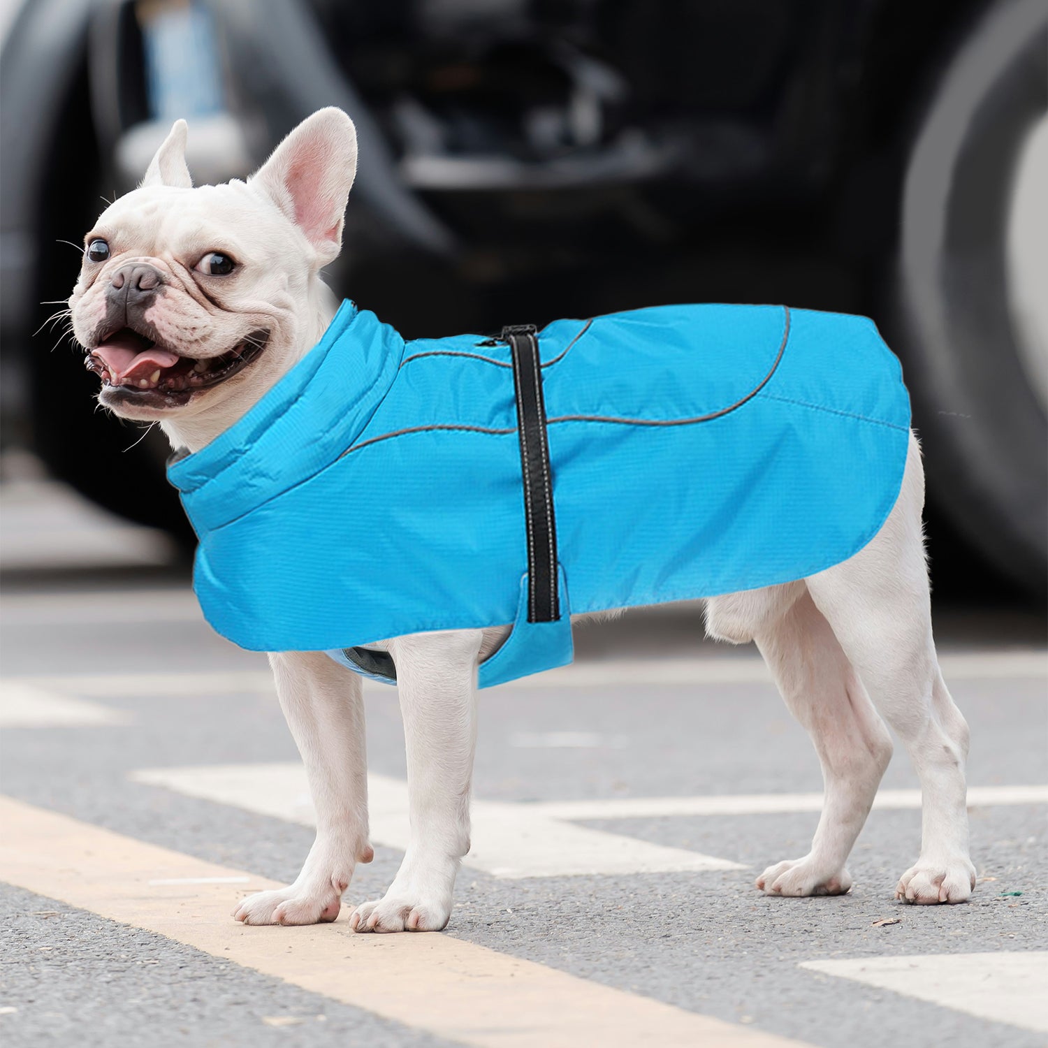 Frenchie Belly-Fitting Cotton Jacket Cozy and Comfortable