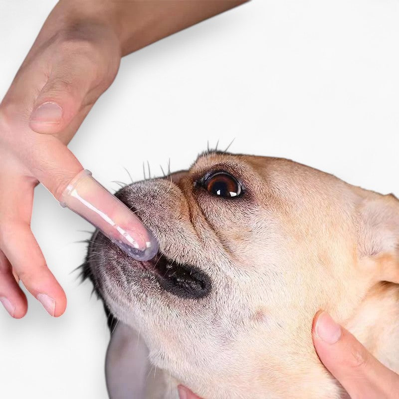Dentipup Frenchie Finger Toothbrush – Silicone Clear Dental Care Soft Tartar Remover