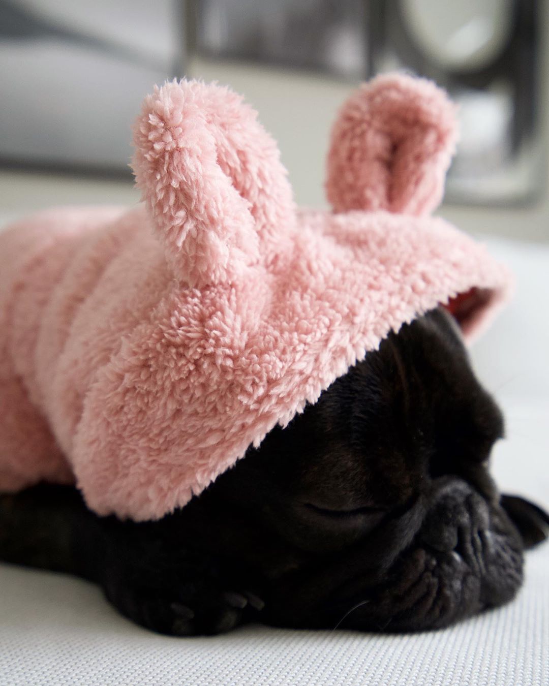 Bear Hoodie Pajamas Coat For French Bulldog (ws37) Frenchie Themed Wear