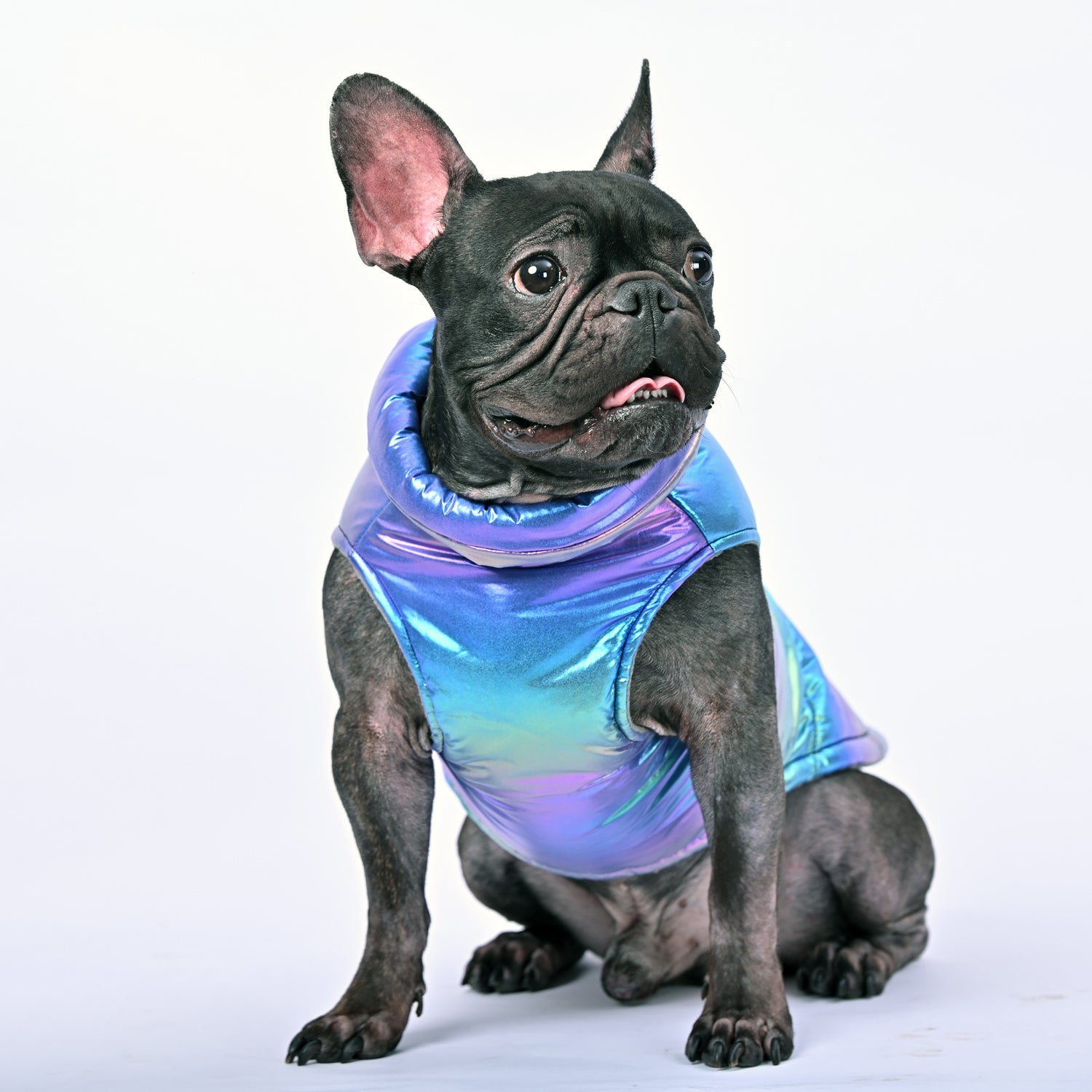 High-Quality Snow Shield Frenchie Reflective Winter Warm Jacket V1 fo...