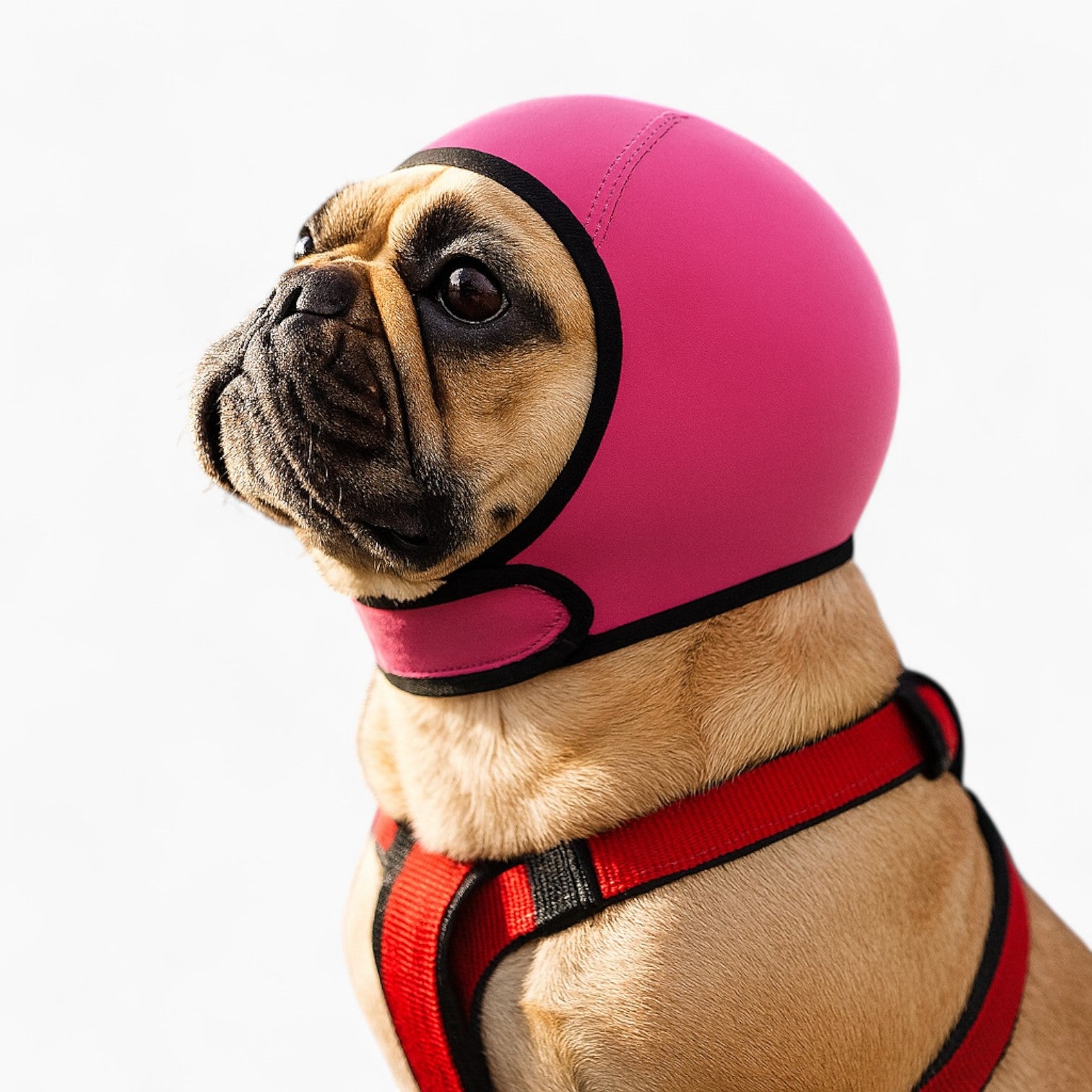 Durable Muttmuffs Frenchie Noise Reducing Earmuffs – Waterproof Anti-...