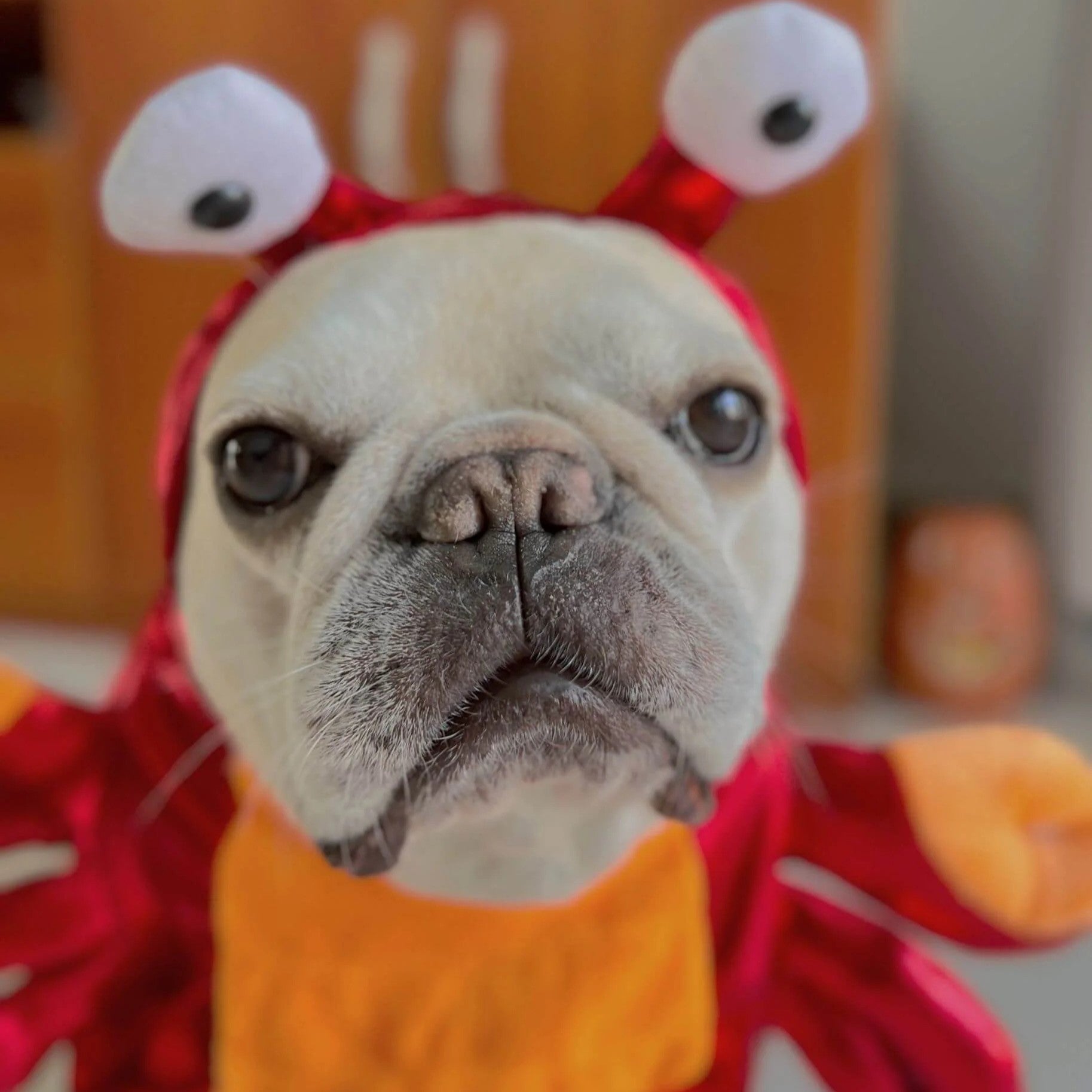 Frenchie-Fan Crustapup Frenchie Red Crab Costume – Warm Cotton Funny ...