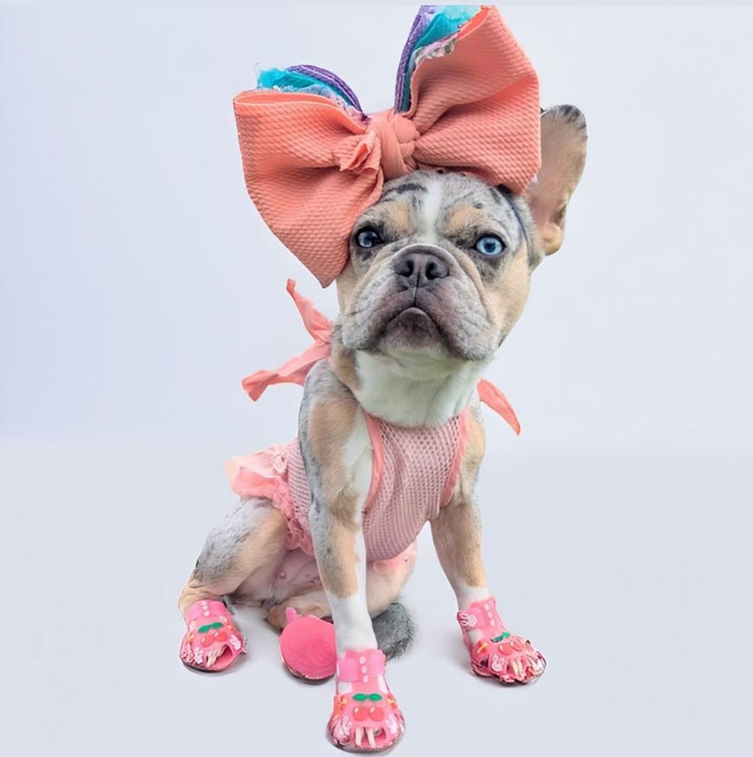 French Bulldog Frenchie Paws Protection Sandals Comfy Pet Product