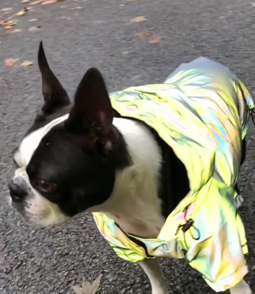 French Bulldog Reflective French Bulldog Jacket (ws39) Warm Dog Outfit
