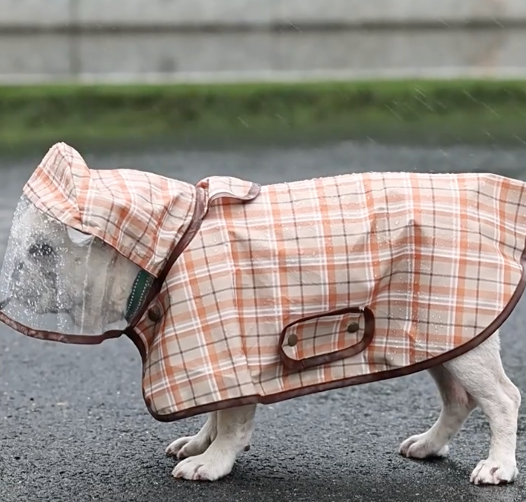 Cozy High-Quality Pawdry Premium Frenchie Rain Jacket for Casual Outings