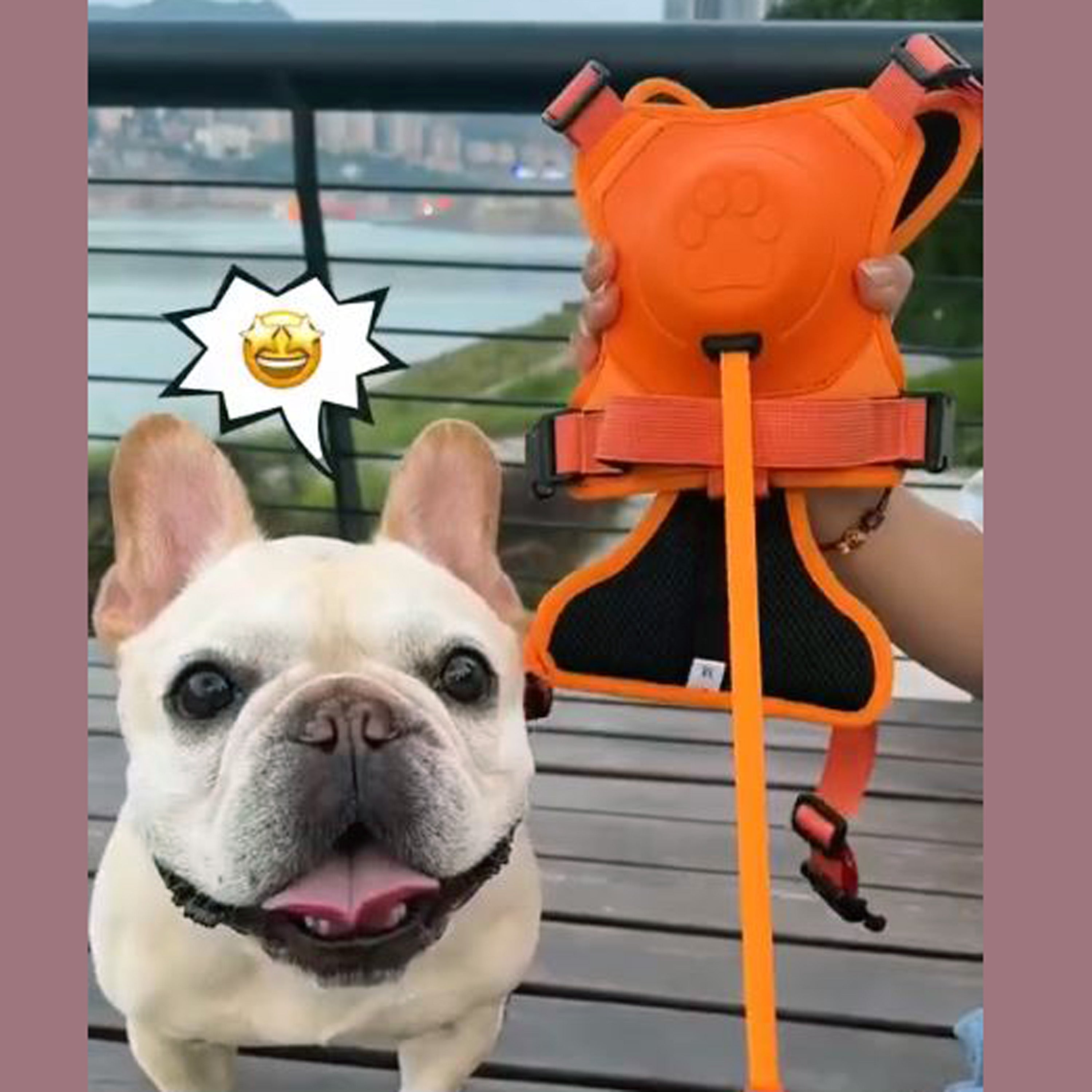 BulldogBound Frenchie Harness and Retractable Leash Set All-in-One