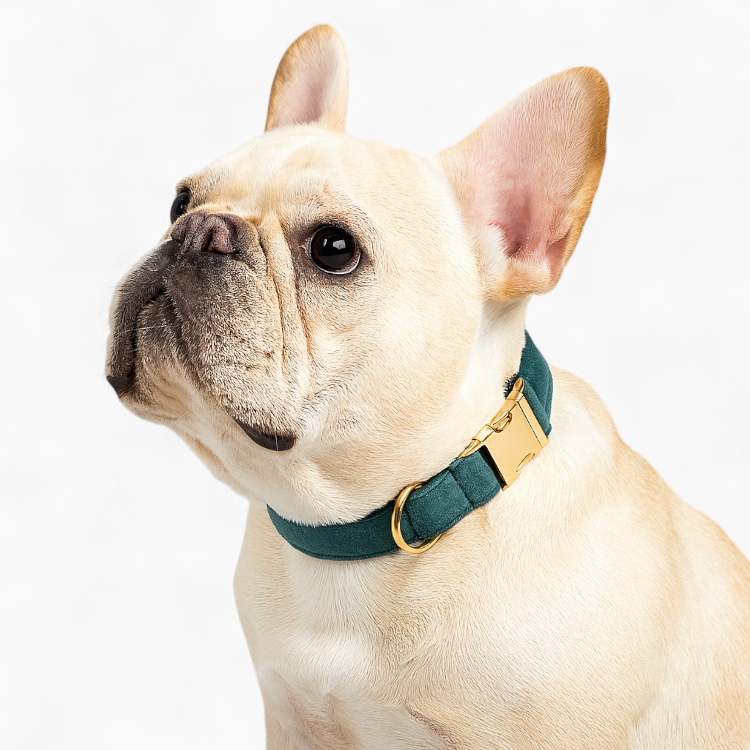 And Leash Set – Soft Adjustable And Custom Engraved For Frenchie Pups