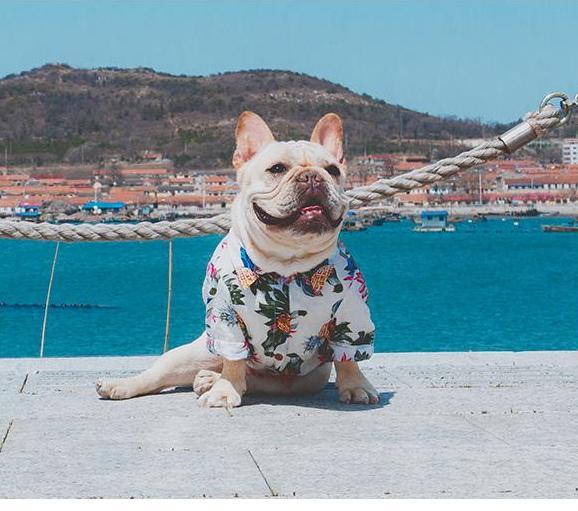 Comfy Durable Comfy Frenchie Summer Shirt For Dog Lovers