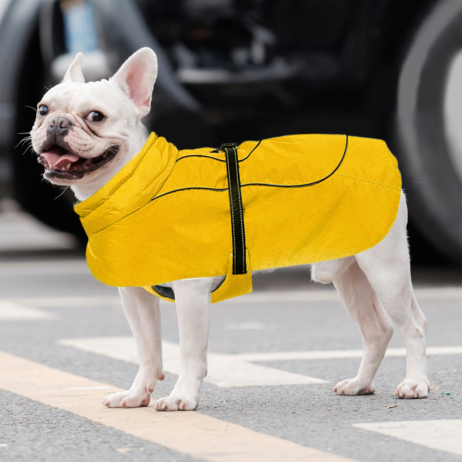 Street-Ready Frenchie Belly-fitting Cotton Jacket Cozy And Comfortabl...