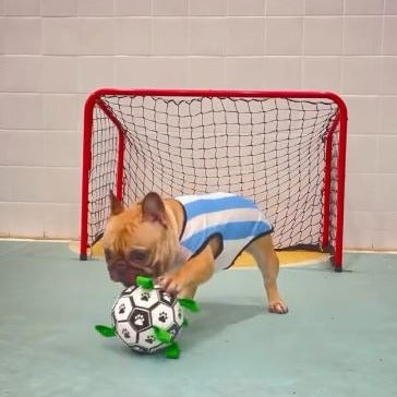 French Bulldog Frenchie Interactive Football Inflated Training Toy Fun Dog Toy