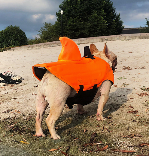 French Bulldog Shark Life Vest V2 (cs02) Essential Dog Supply
