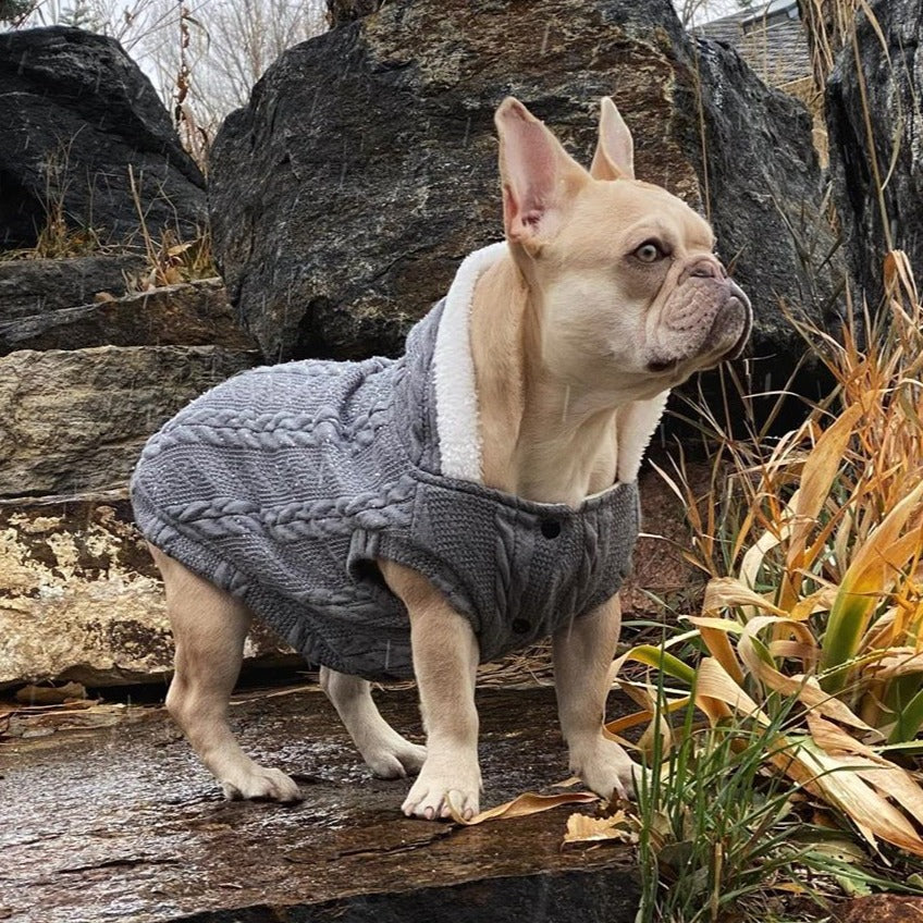 - Stylish Sweater For French Bulldog (cs10) For Dog Lovers | Comfy Fit