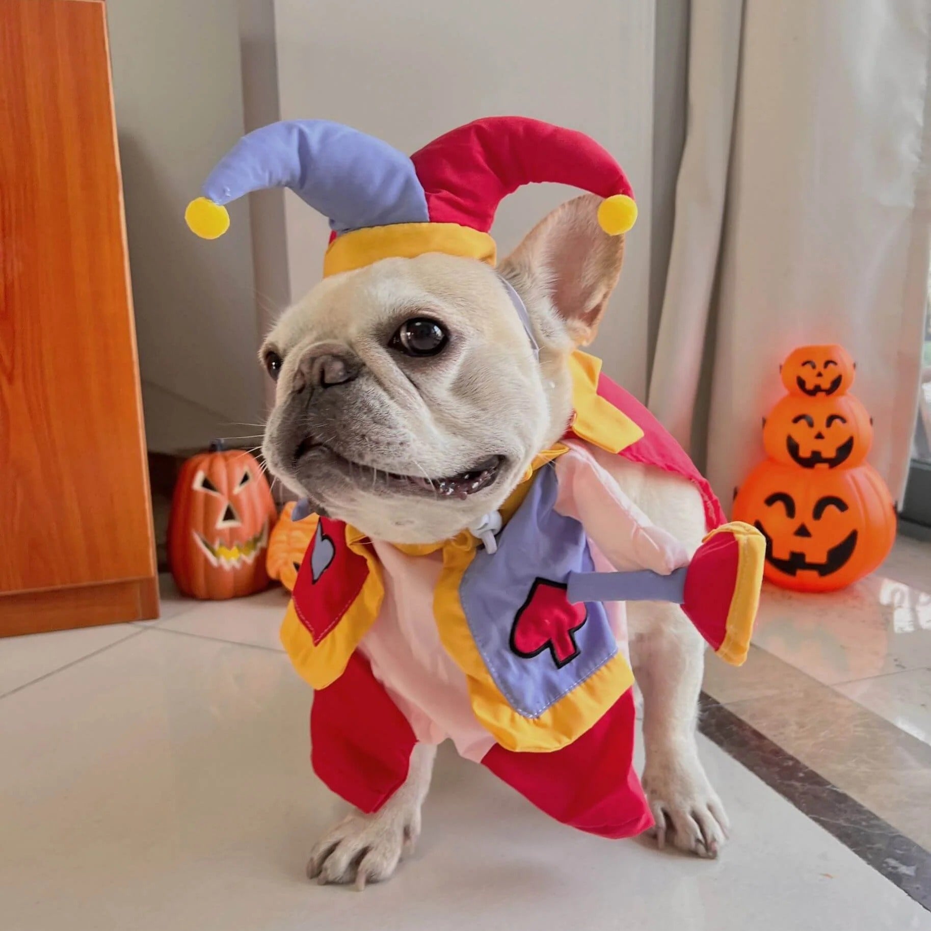 High-Quality Jestibull Frenchie Clown Costume – Funny Halloween Chris...