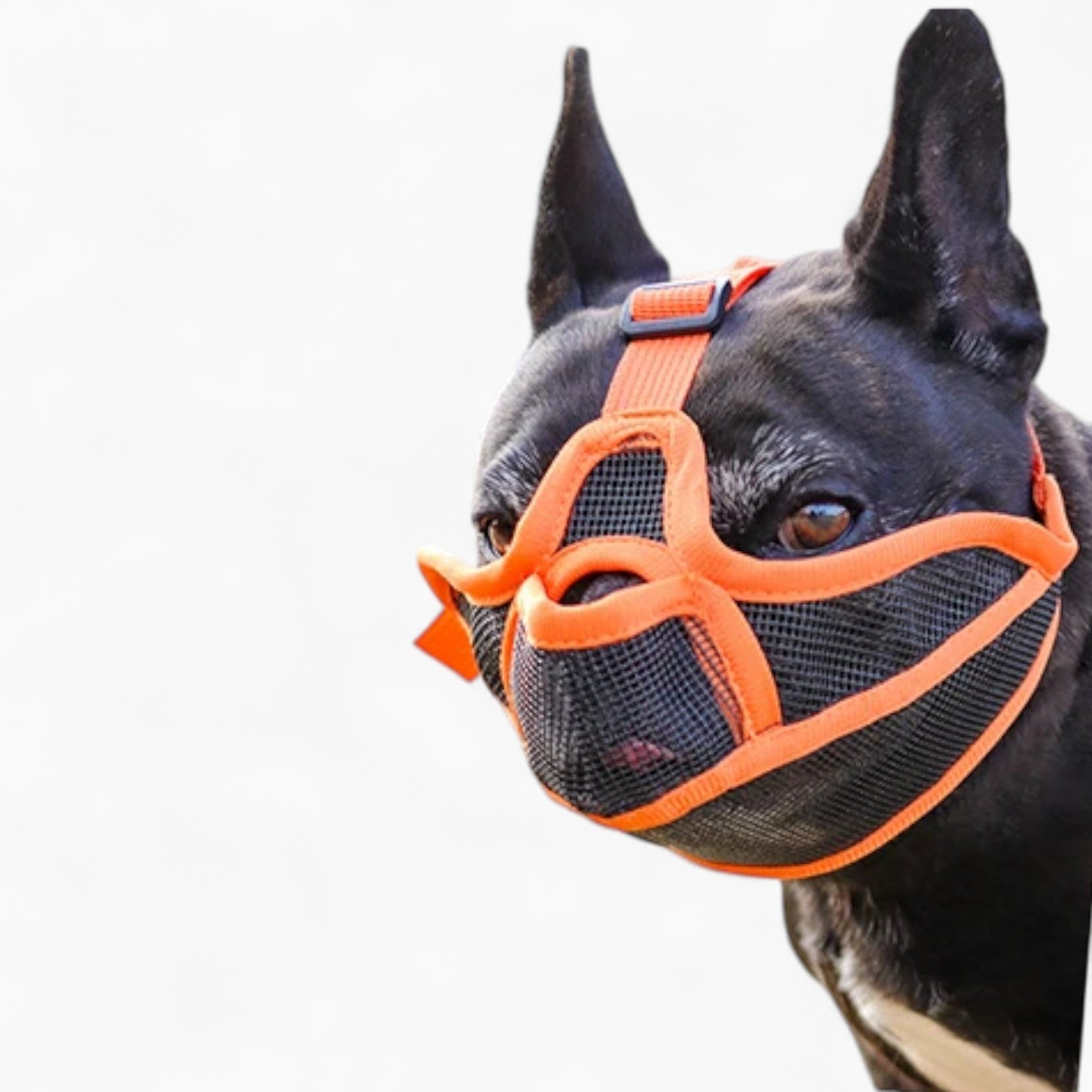 French Bulldog Snoutease Frenchie Mesh Muzzle – Breathable Anti Bark
