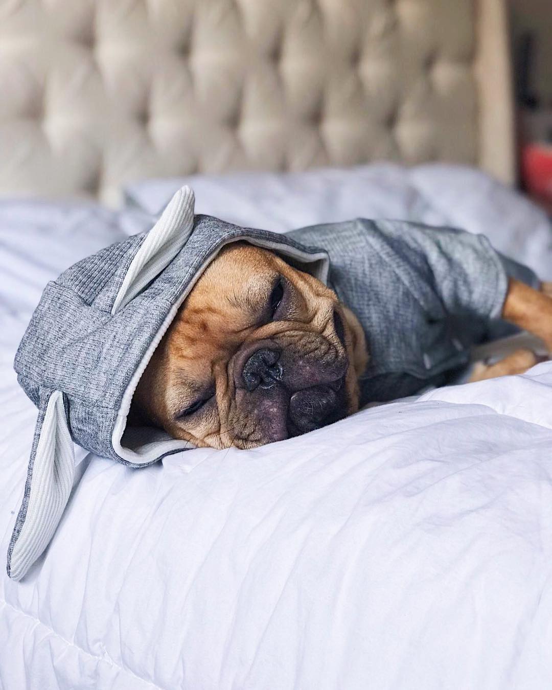 Culture-Inspired Rabbit Hoodie For French Bulldog (ws9) for Everyday