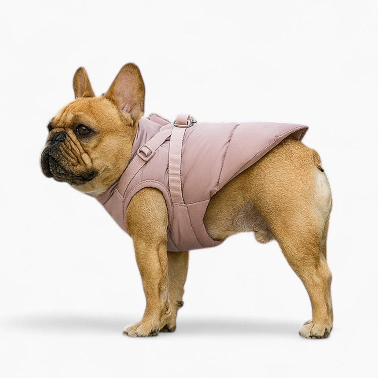 Weather-Resistant Chilluxe French Bulldog Jacket – Cotton-padded Wind...