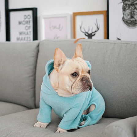 French Bulldog Not My Fault Hoodie For Frenchie (cs8) Comfy Pet Product