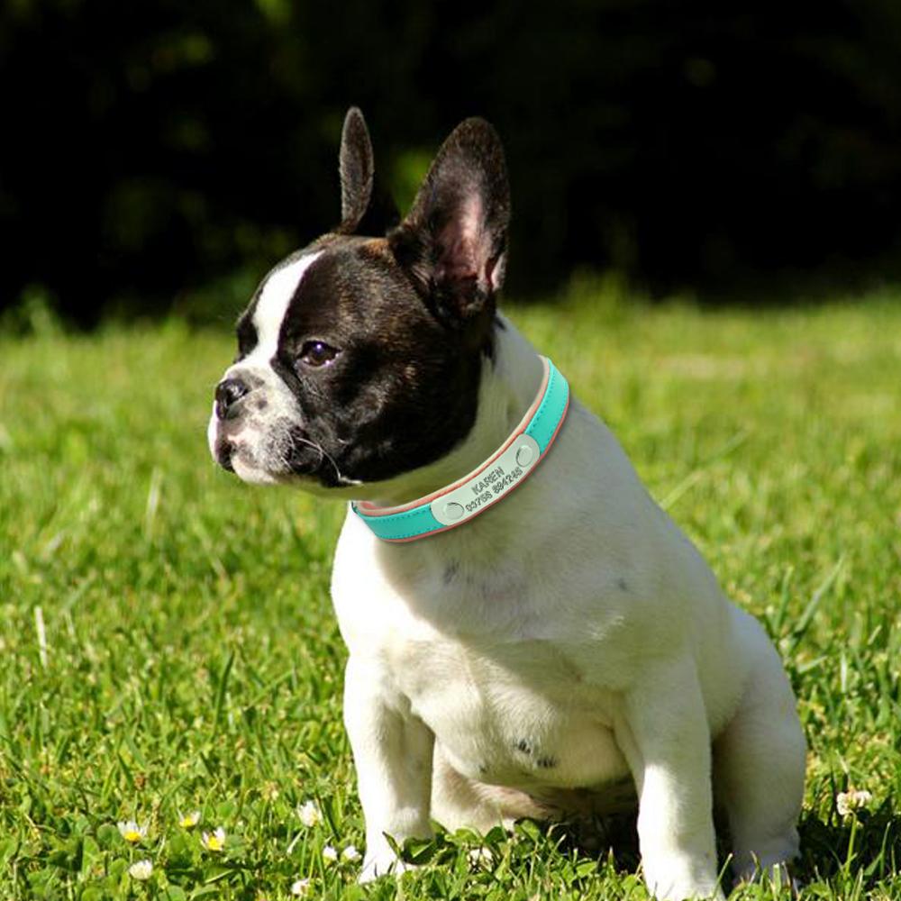 Breed-Specific Custom Frenchie Collar for Short-Nosed Breeds Comfortable
