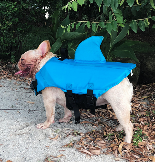 Shark - Warm Life Vest V2 (cs02) Summer Wear | Comfort Fit