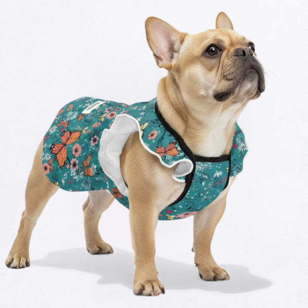 Cleo - French Bulldog French Bulldog Dresses For Females Winter Wear