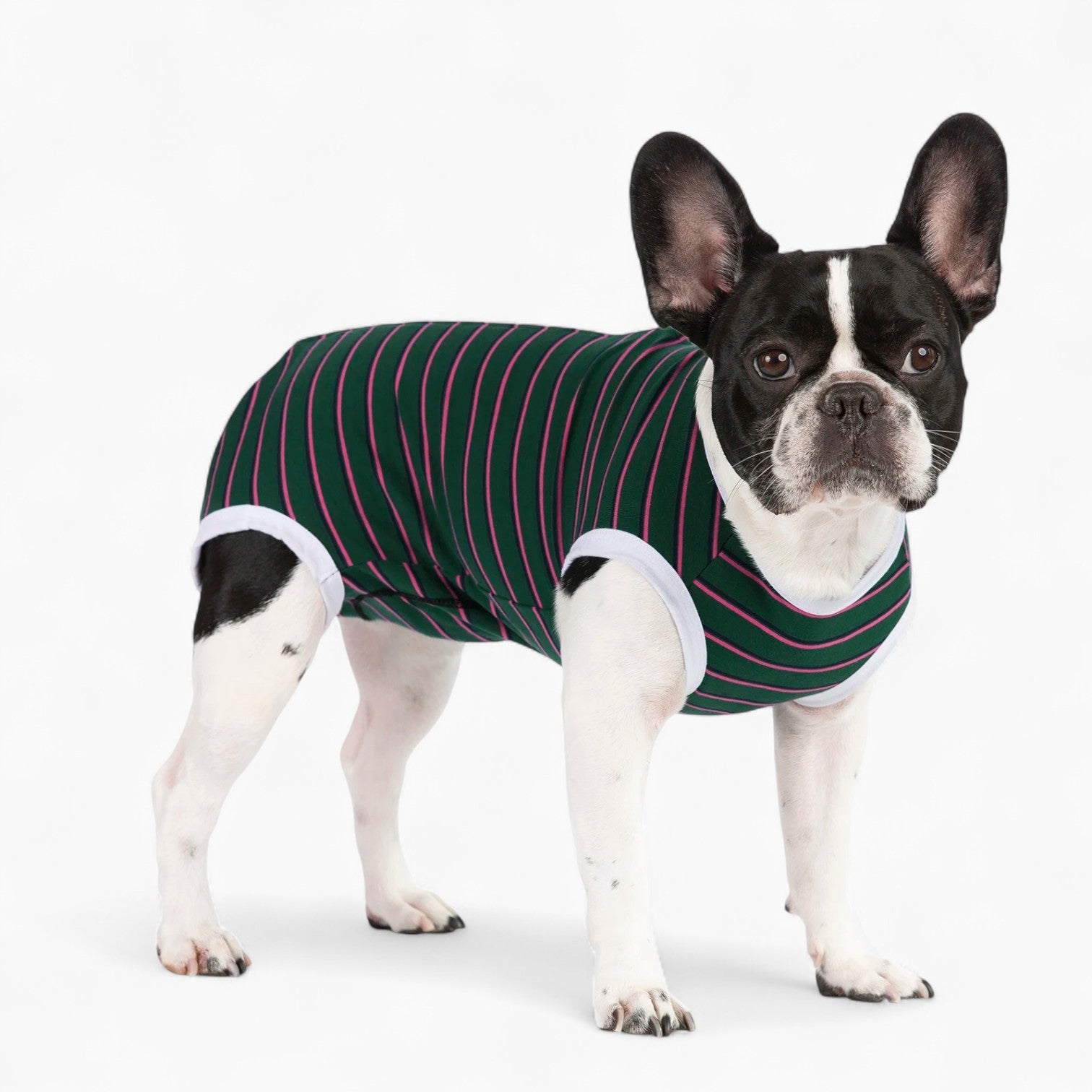 BulloFit French Bulldog Recovery Shirt – Zip-Up Anti Licking Wounds Bodysuit
