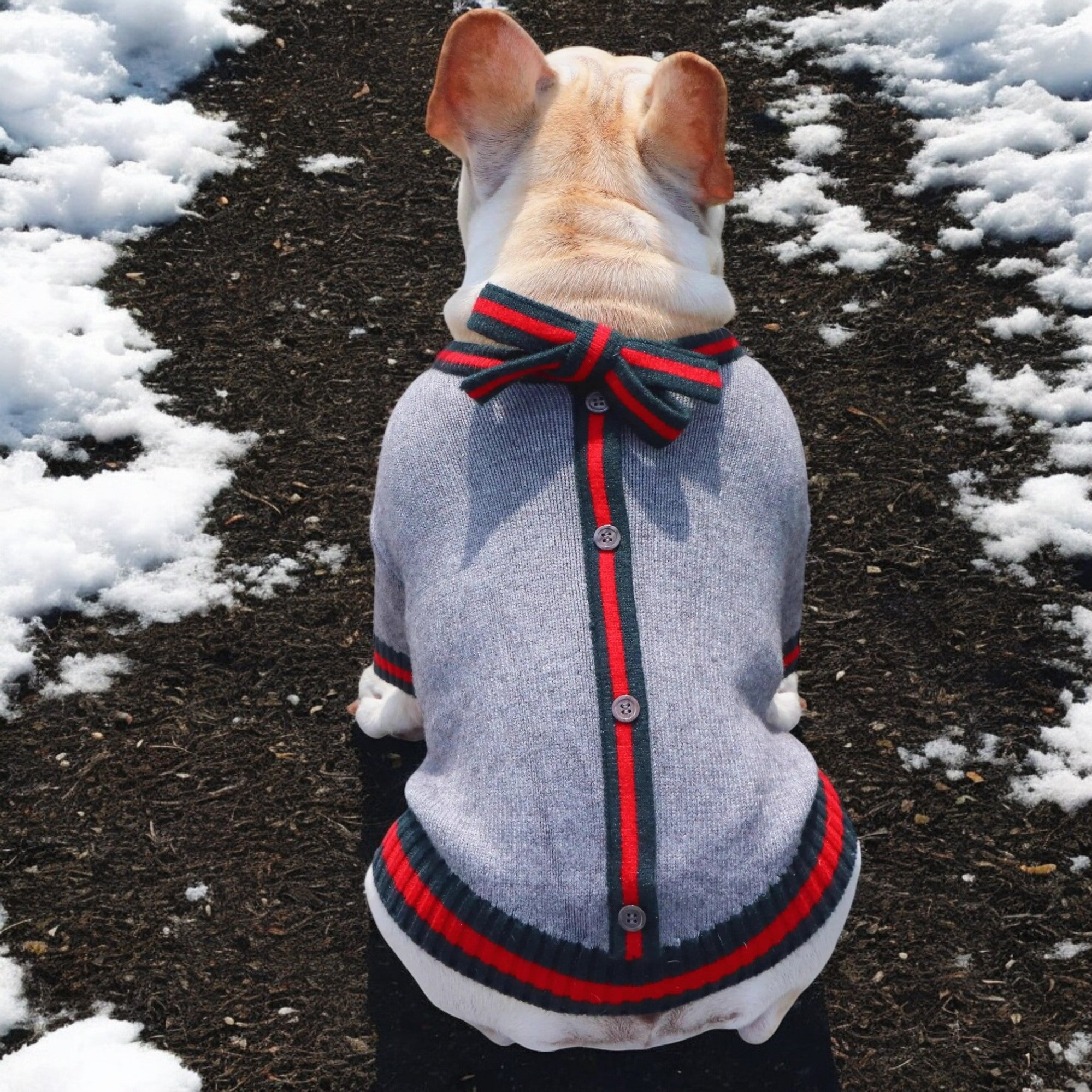 Lifestyle-Driven Frenchie Knit Pullover Sweater - Black With Red Ribb...