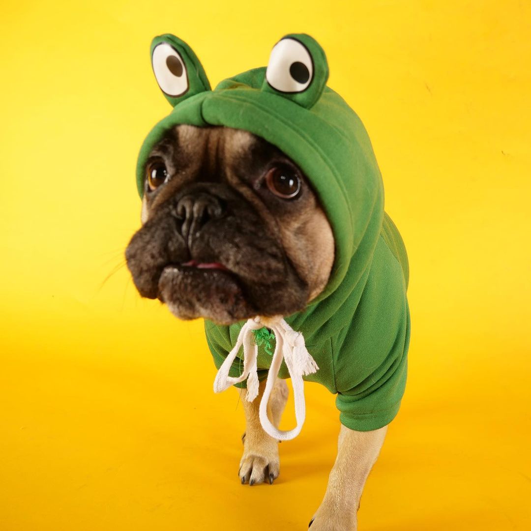 Frogy™ - Stylish Frenchie Winter Hoodie (wj13) Everyday Use