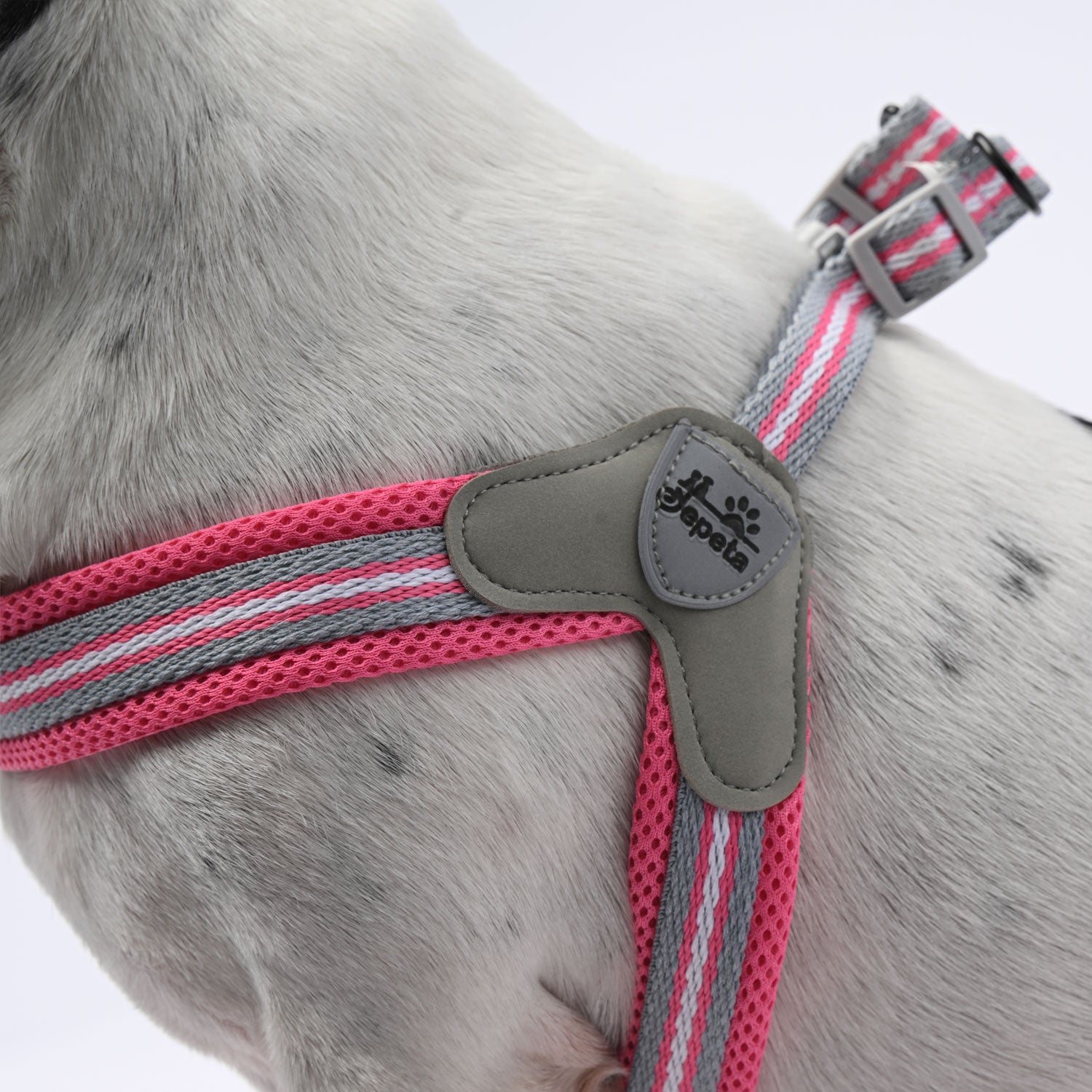No-pull Frenchie Harness With Leash Pet Gear | Durable Build