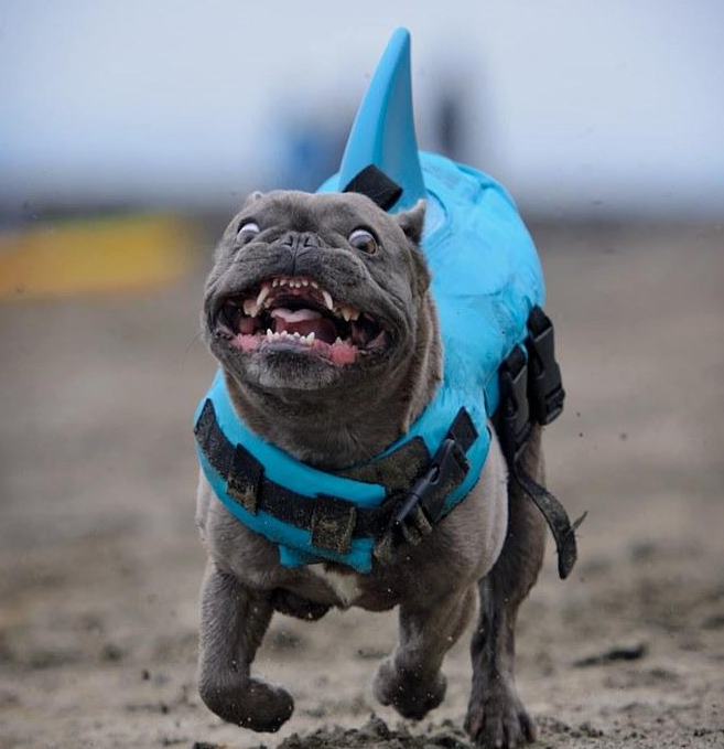 French Bulldog Shark Life Vest V2 (cs02) Essential Dog Supply