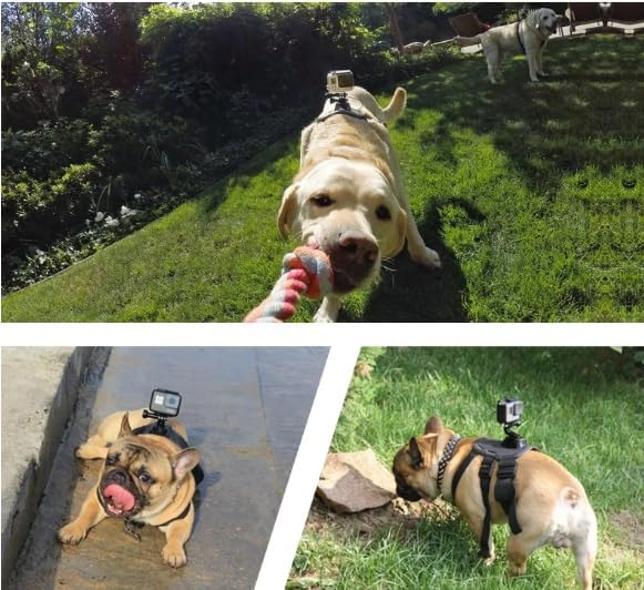 Adjustable French Bulldog GoPro Harness - Secure Camera Mount for Adventurous Pets