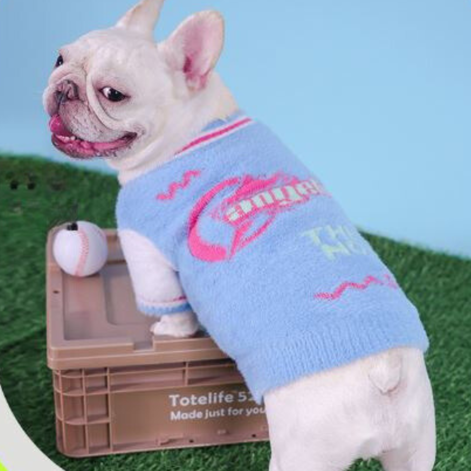 Sporty Frenchie Winter Sweater Blue and Pink Plush Varsity Style for Small Dogs
