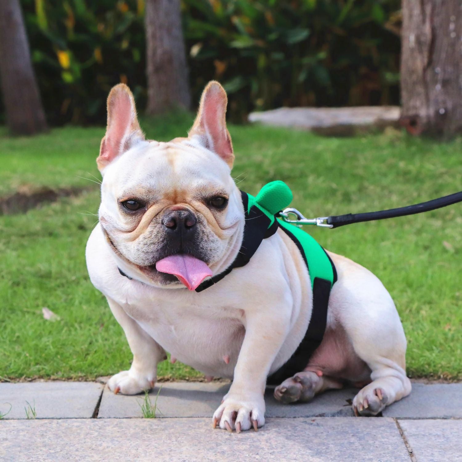 French Bulldog Soft Mesh Frenchie Harness With Leash – Escape Proof