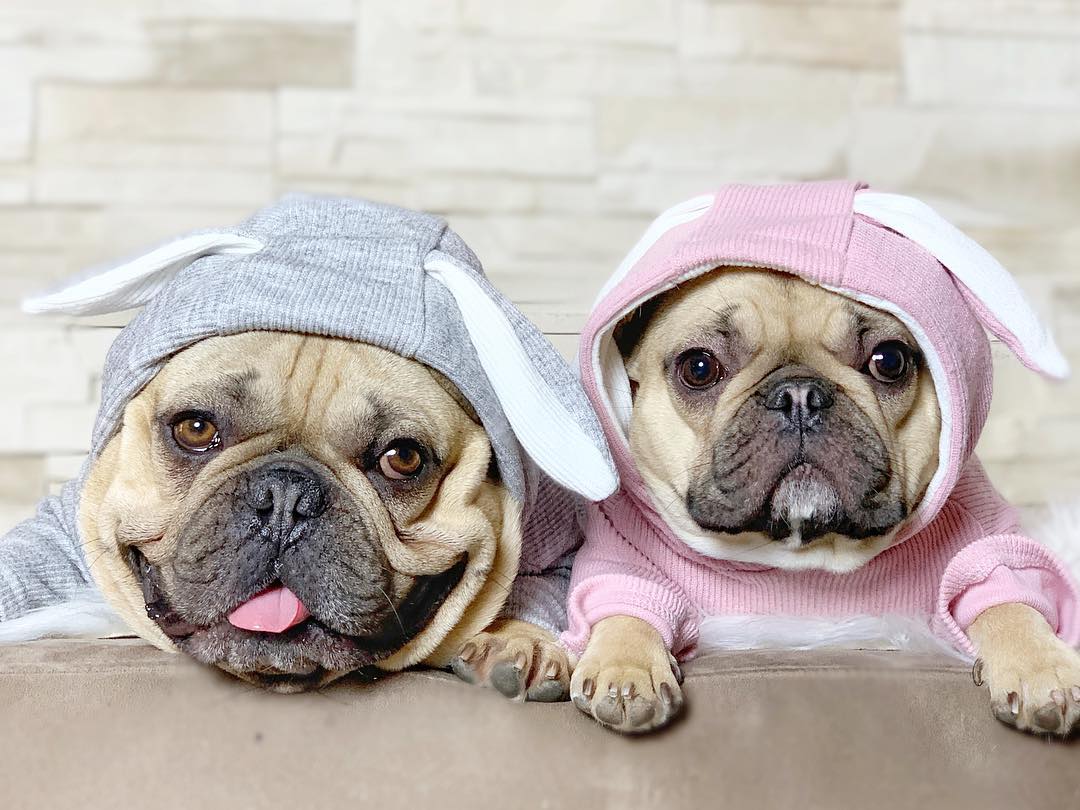 Culture-Inspired Rabbit Hoodie For French Bulldog (ws9) for Everyday