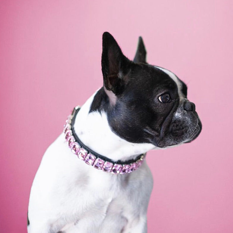 French Bulldog Diamondpaws Luxury Frenchie Collar Rhinestone Necklace