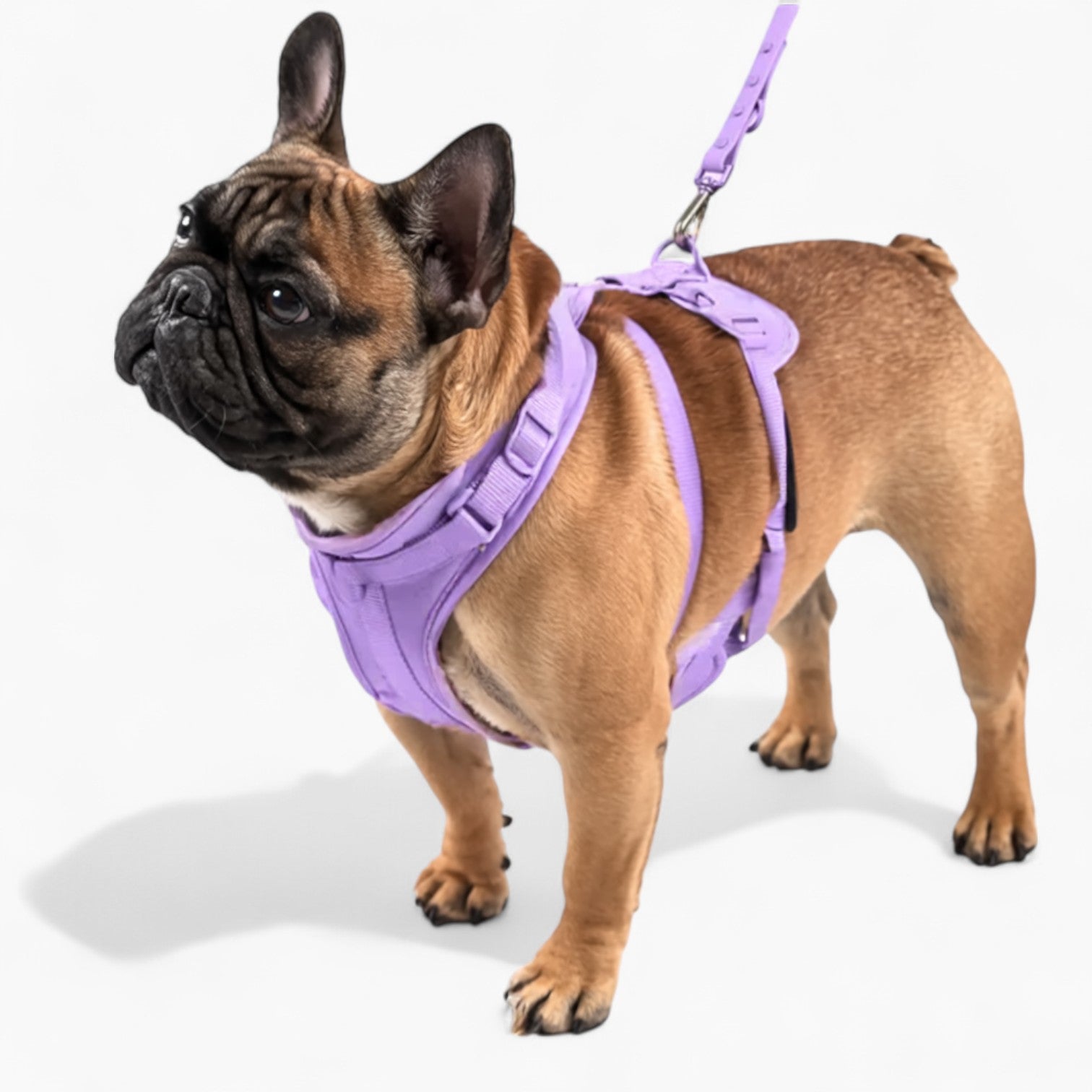 Quick Release Harness Leash Set Paw Protection | Vet-recommended