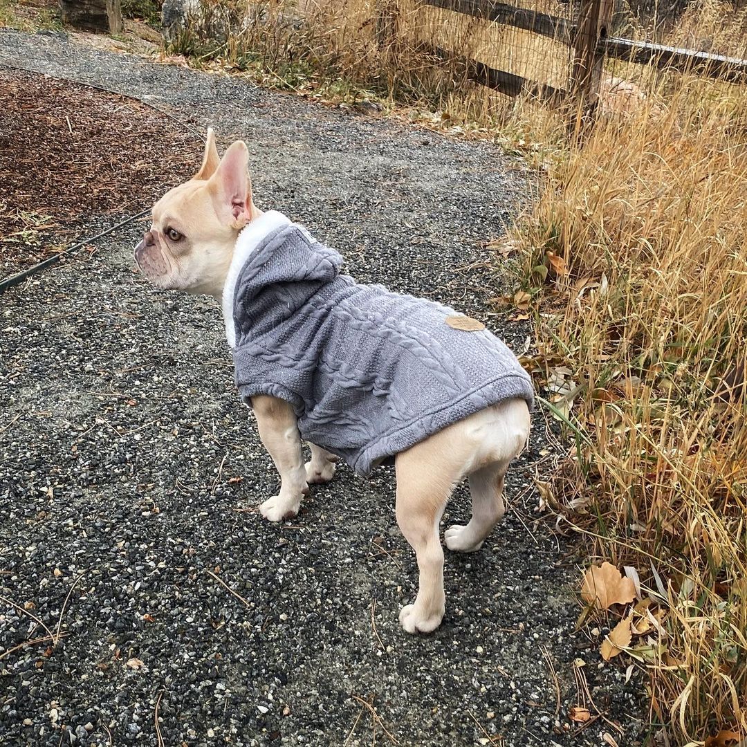 French Bulldog Warm Sweater For French Bulldog (cs10) Comfy Pet Outfit