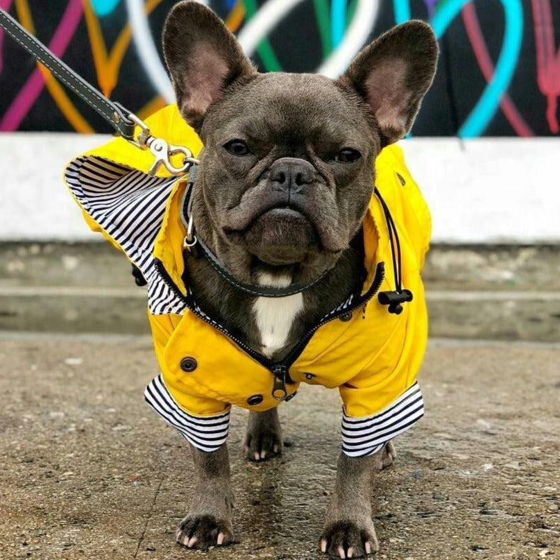 Street-Ready Cooper - French Bulldog Raincoat (ws123) for Street Style