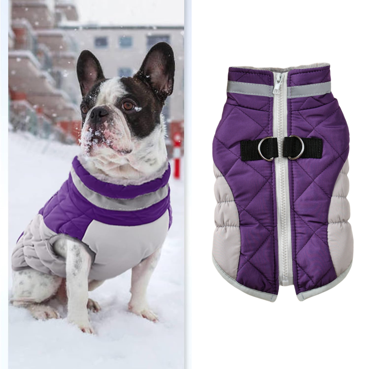 Reflective Frenchie Coat with Built-In Harness