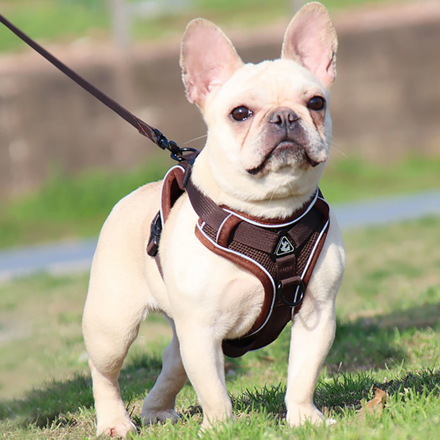 -french Bulldog Harness Leash Set (wk01) For Frenchie Pups