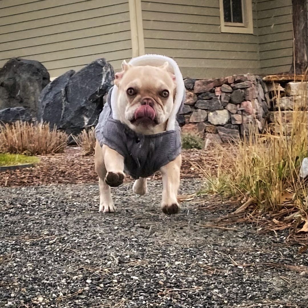 - Stylish Sweater For French Bulldog (cs10) For Dog Lovers | Comfy Fit