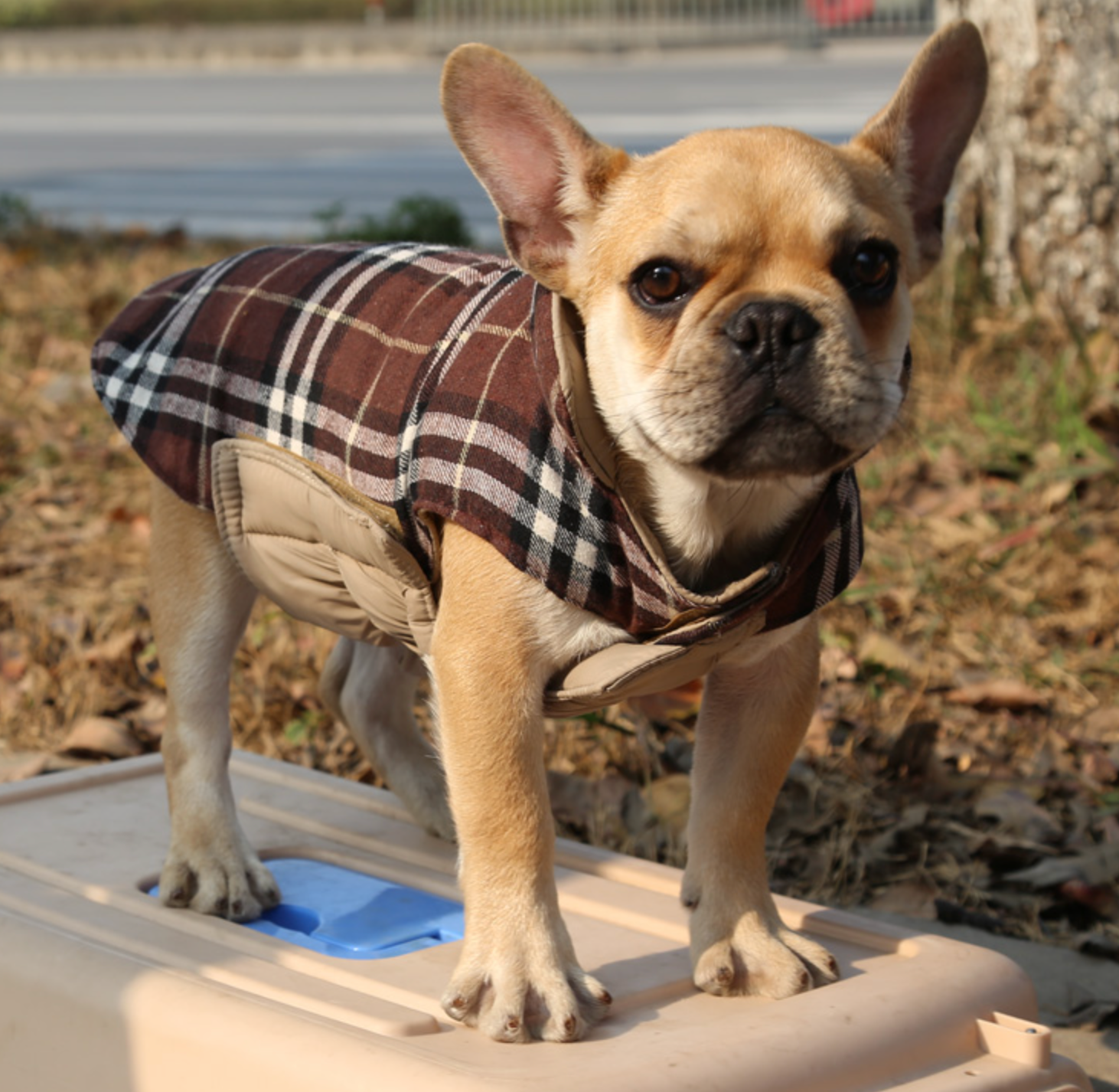 French Bulldog Jacket (ws18) For French Bulldogs | Non-slip Design